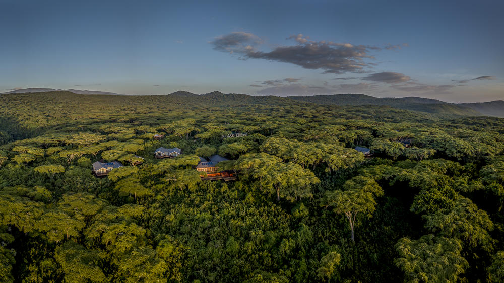 Ngorongoro Lion's Paw