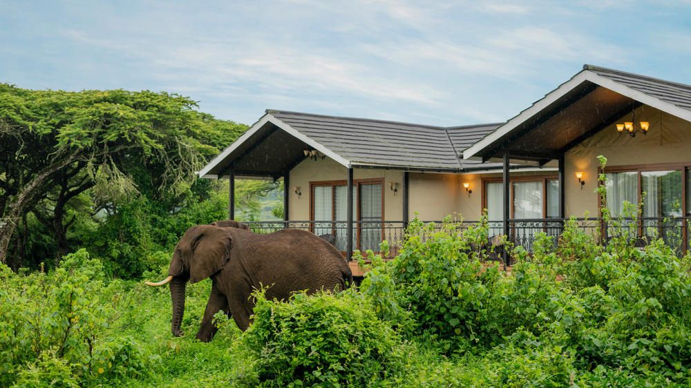 Ngorongoro Lion's Paw