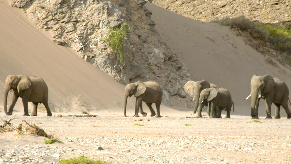 Skeleton Coast