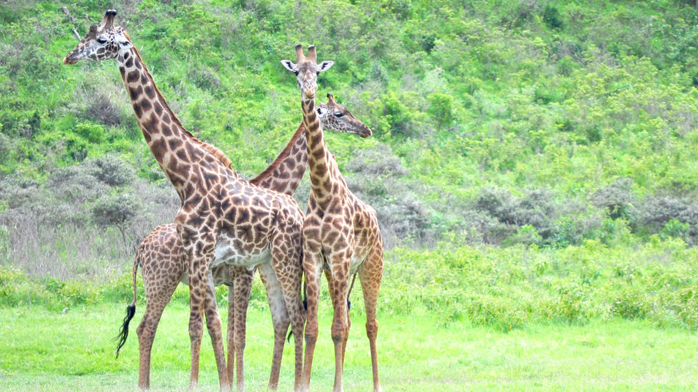 The Kilimanjaro Golf and Wildlife Estate