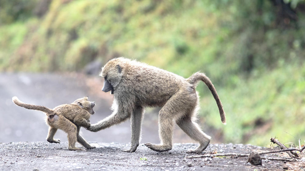 The Kilimanjaro Golf and Wildlife Estate