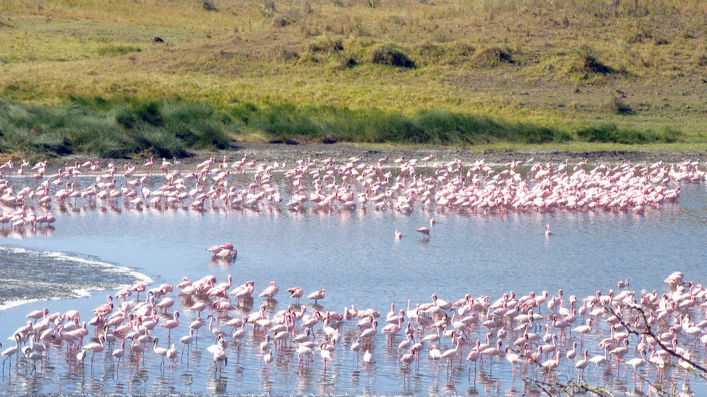 The Kilimanjaro Golf and Wildlife Estate