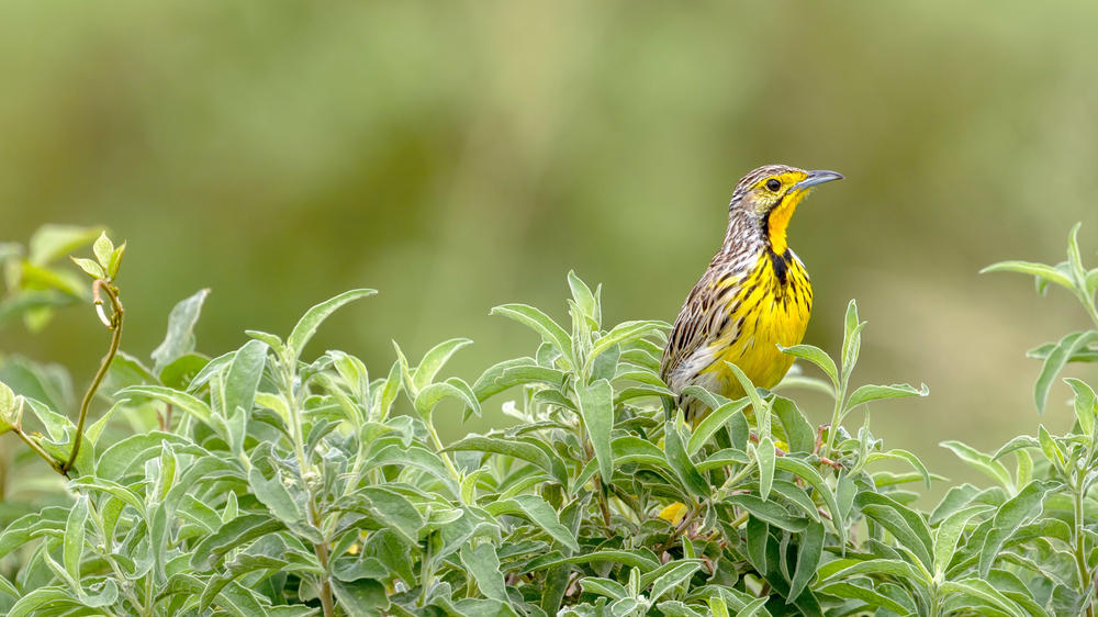 The Kilimanjaro Golf and Wildlife Estate