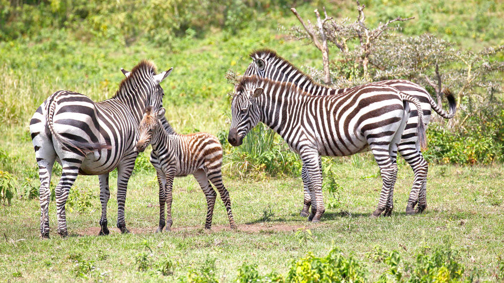 The Kilimanjaro Golf and Wildlife Estate