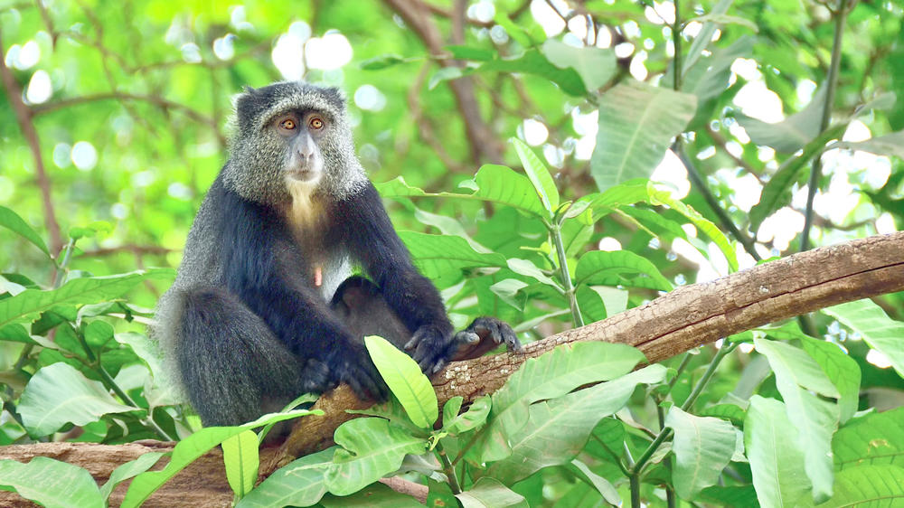 The Kilimanjaro Golf and Wildlife Estate