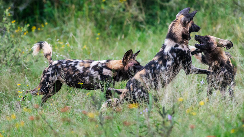 Jaci's Private Lodge