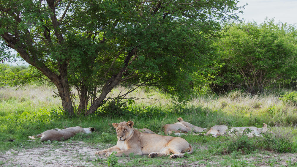 Jaci's Private Lodge