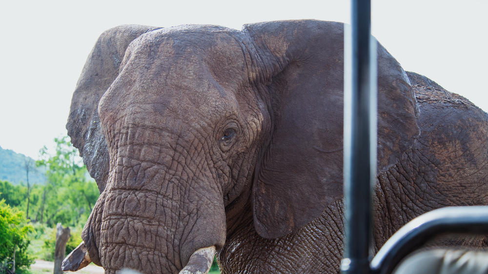 Jaci's Private Lodge