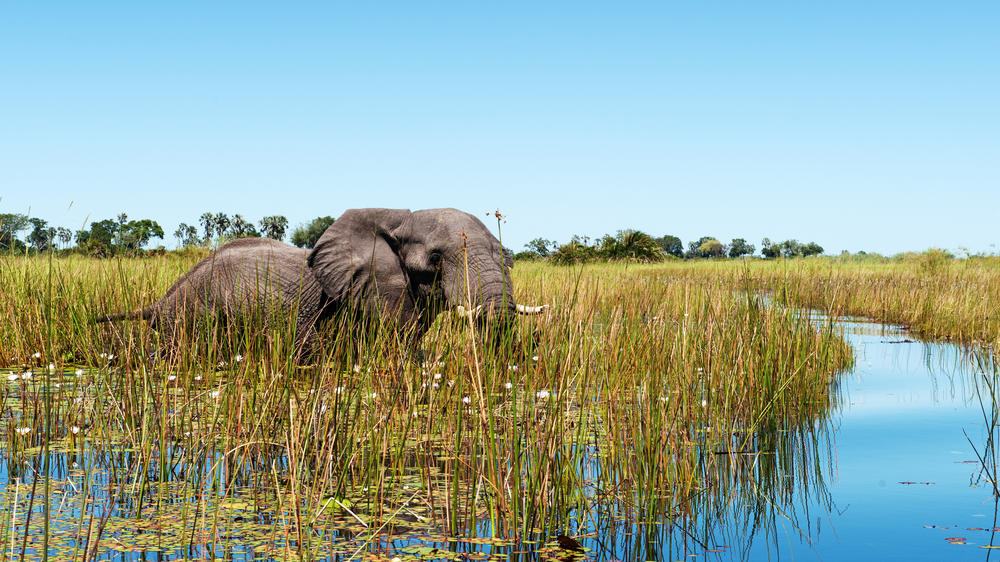 Okavango Delta