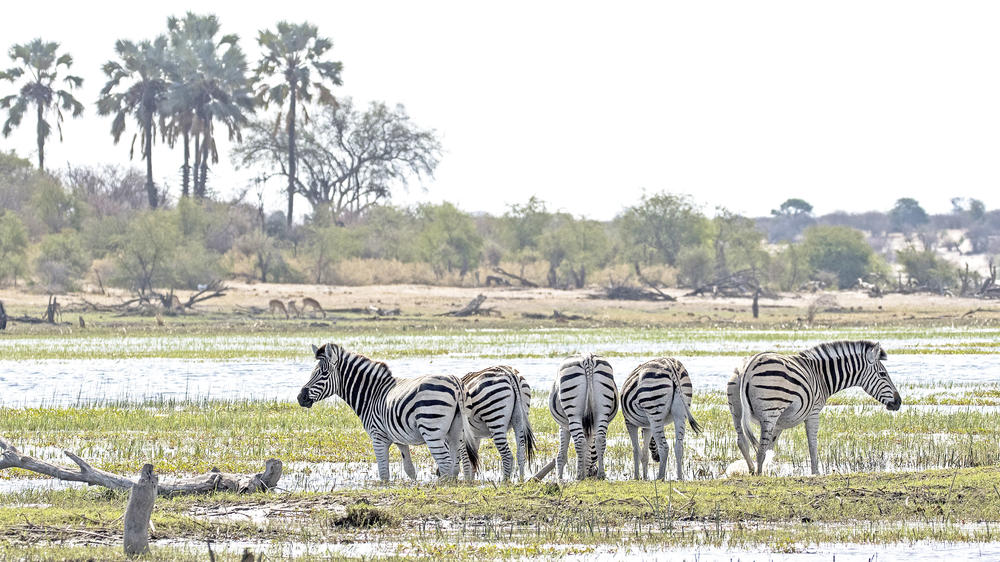 Makgadikgadi Salt Pans