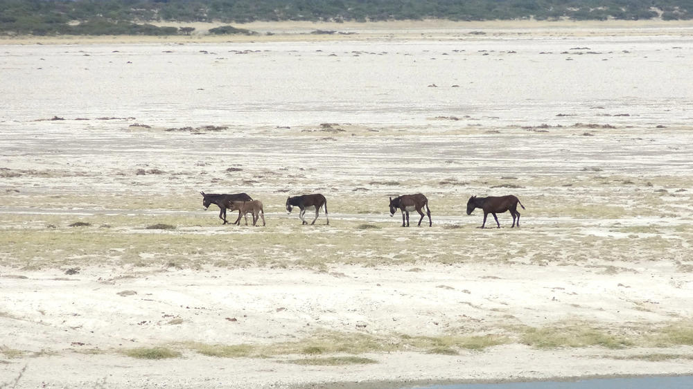 Makgadikgadi Salt Pans