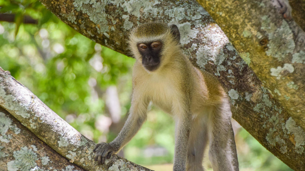 Victoria Falls (Zimbabwe)