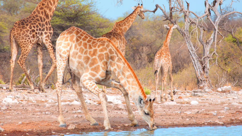 Etosha East