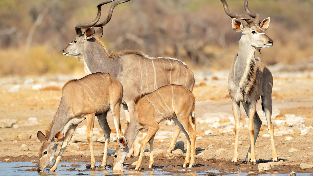 Etosha East