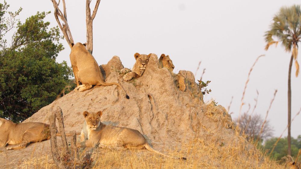 Etosha East