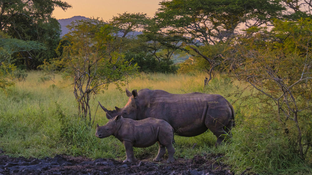 Kruger National Park
