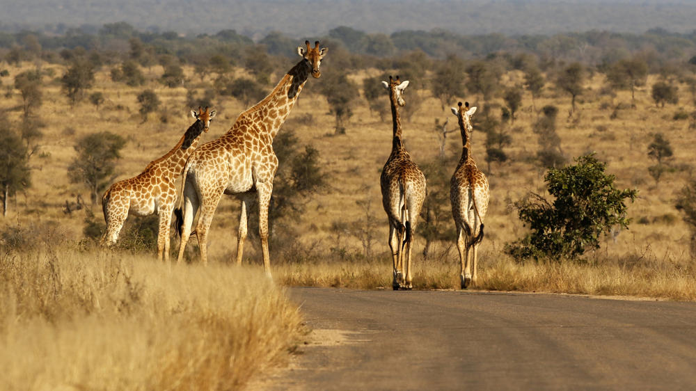 Kruger National Park