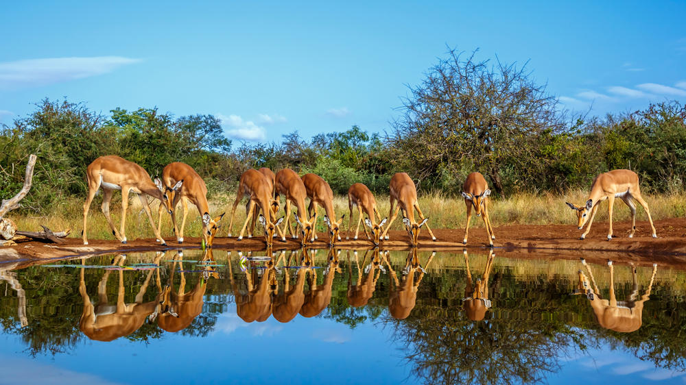 Kruger National Park