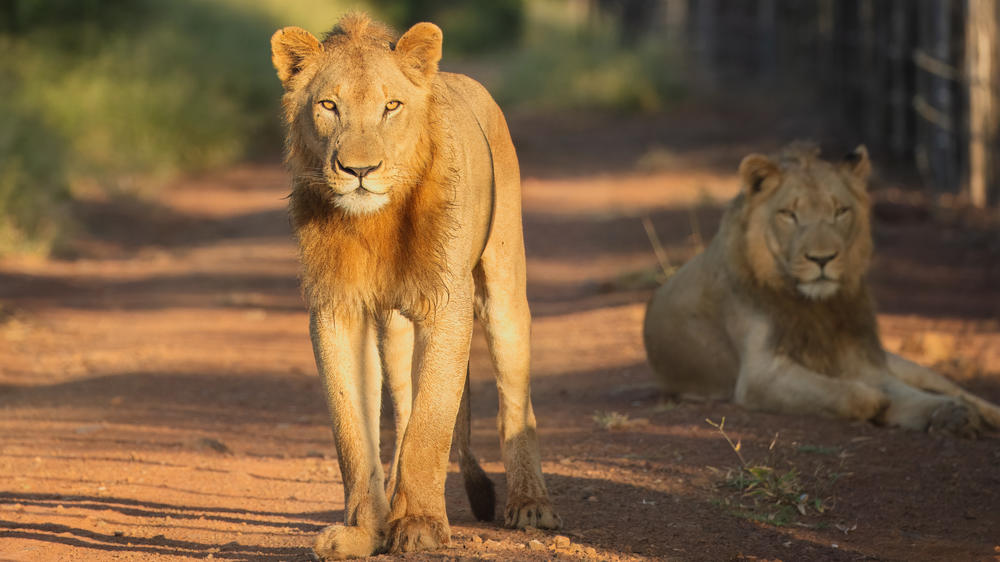 Kruger National Park