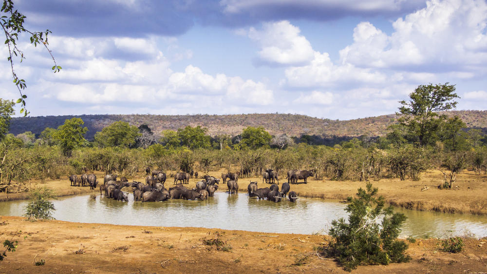 Kruger National Park