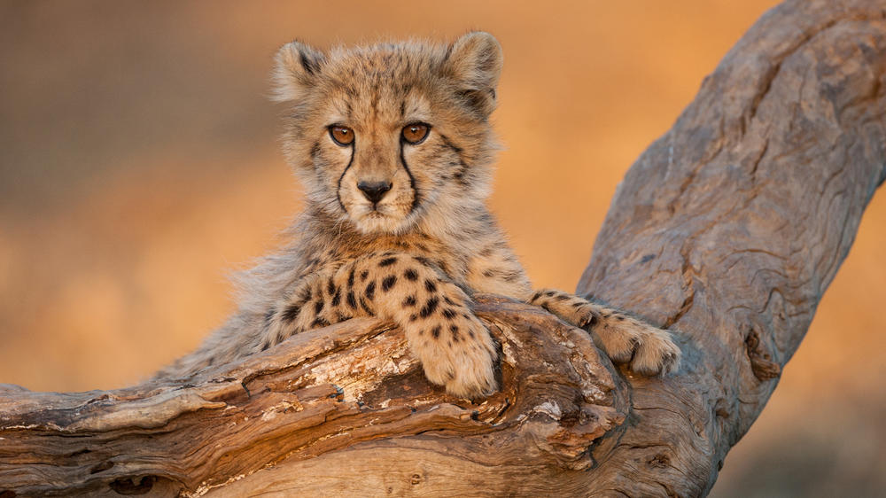 Kruger National Park