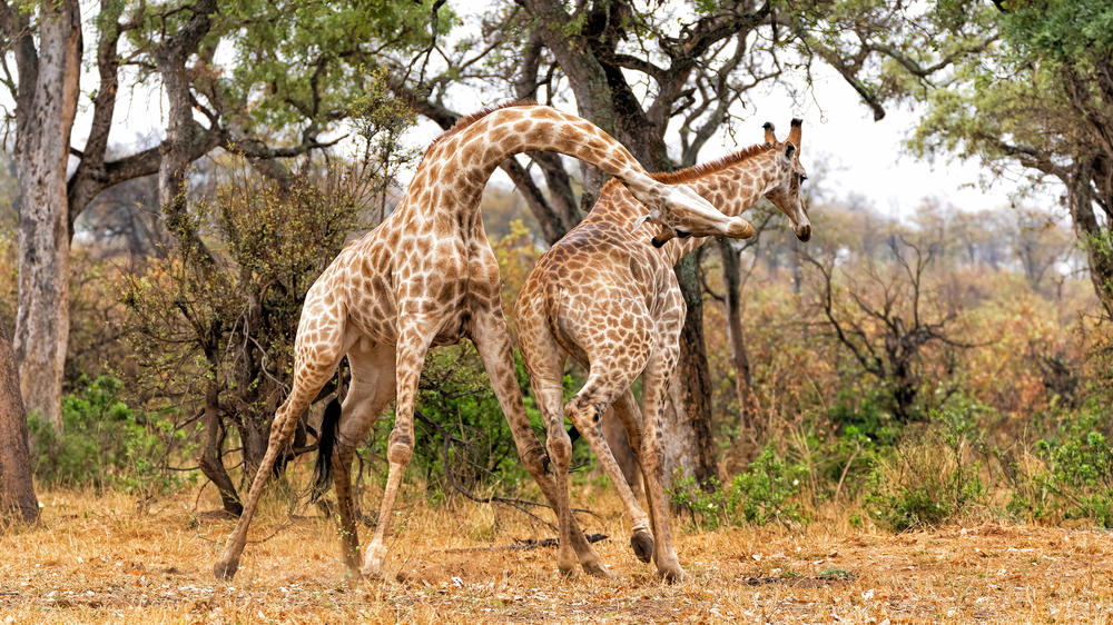 Kruger National Park