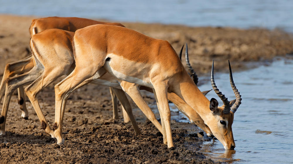 Kruger National Park