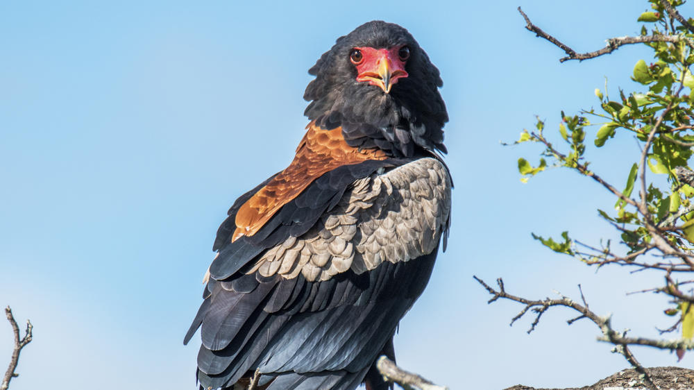 Kruger National Park