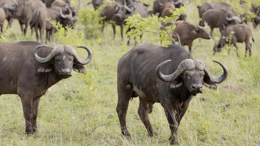 Kruger National Park