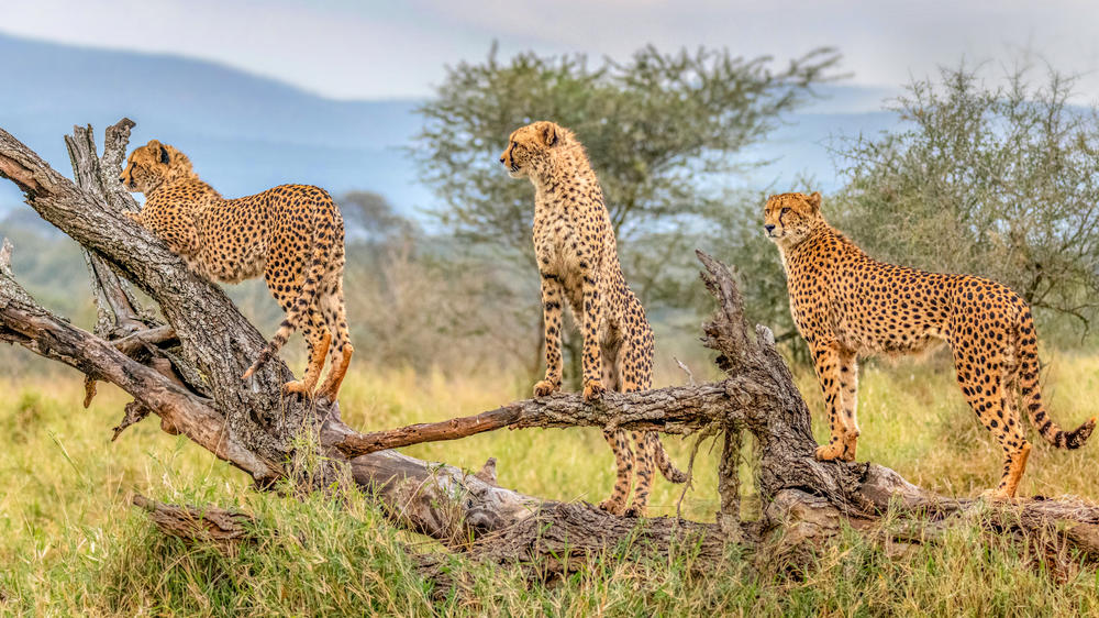 Kruger National Park