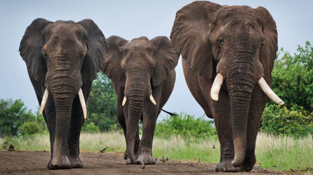 Kruger National Park