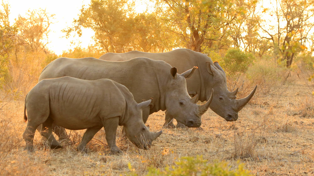 Kruger National Park