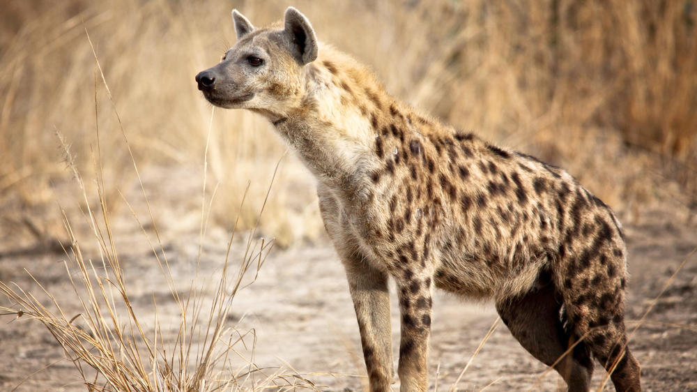 South Luangwa National Park
