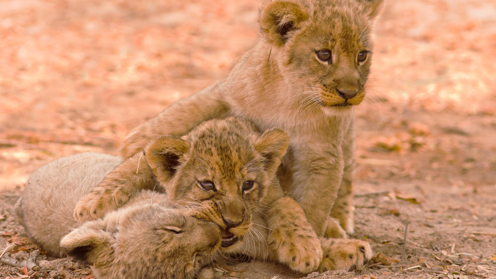 South Luangwa National Park