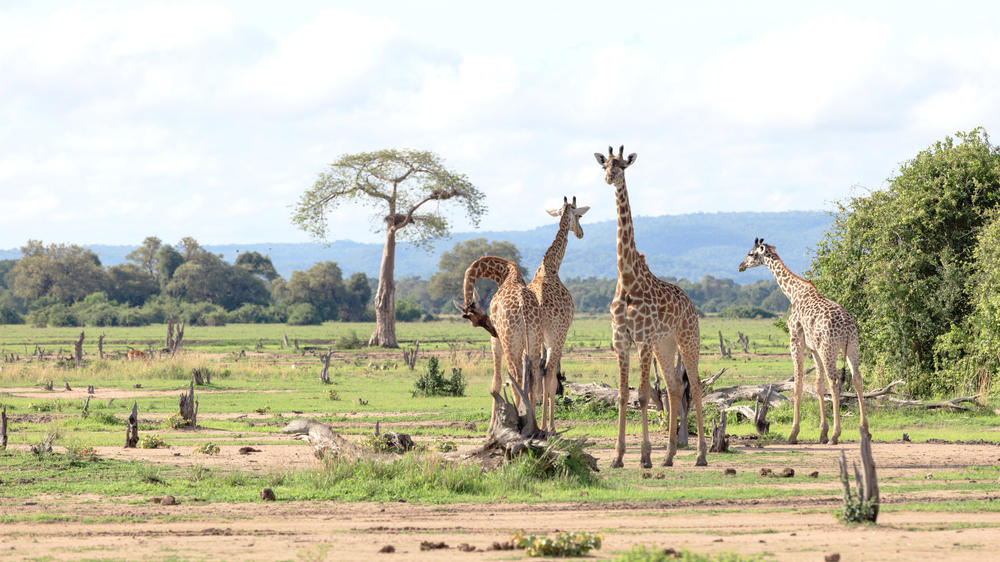 South Luangwa National Park