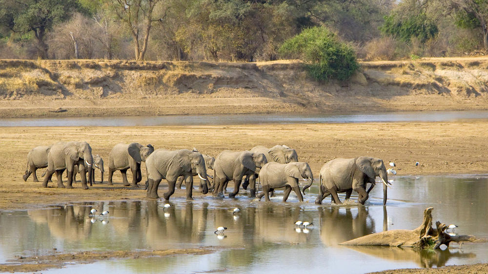 South Luangwa National Park