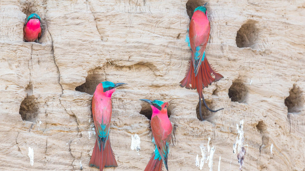 South Luangwa National Park