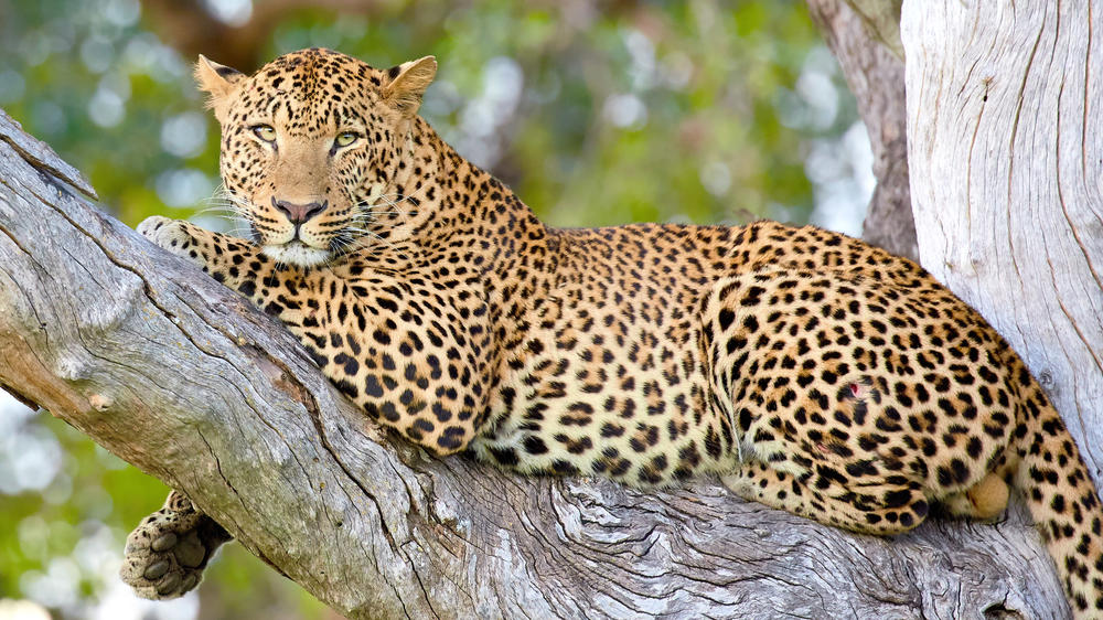 South Luangwa National Park