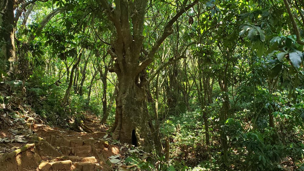 Zomba Forest Lodge