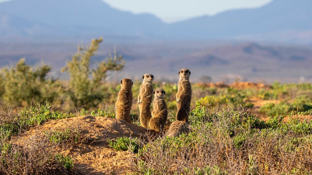 Oudtshoorn