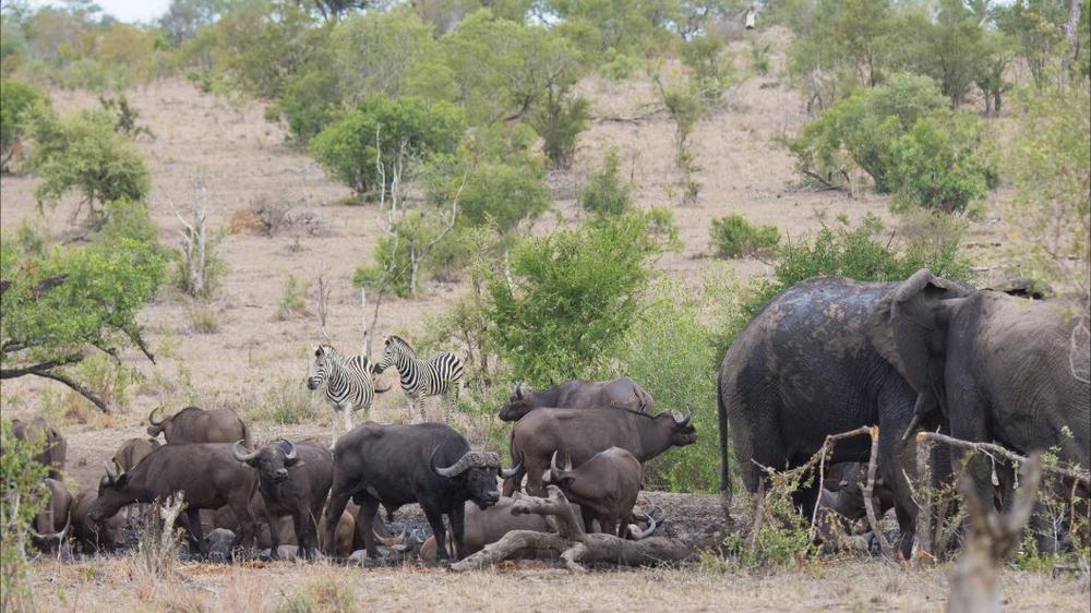 South Africa - 4-day Manyeleti Safari with Buffelshoek - Private accommodated