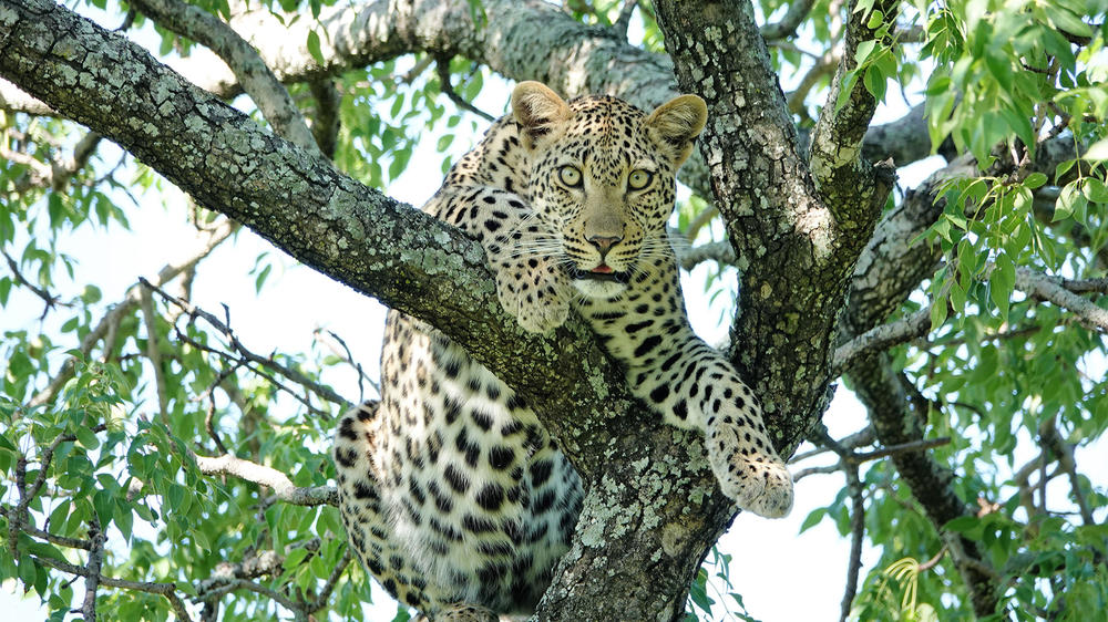 Idube Game Reserve