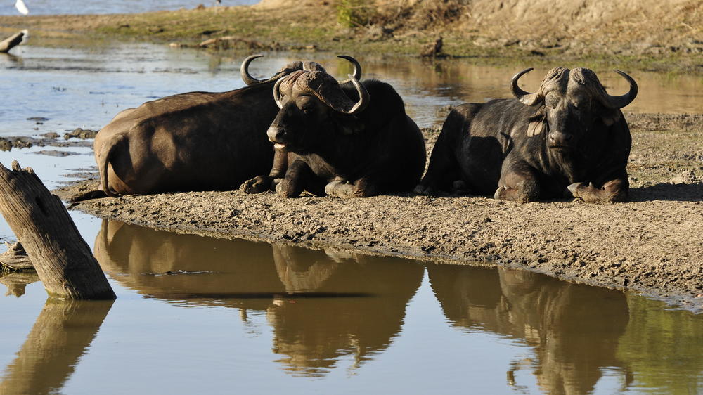 Inyati Game Lodge, Sabi Sand Nature Reserve