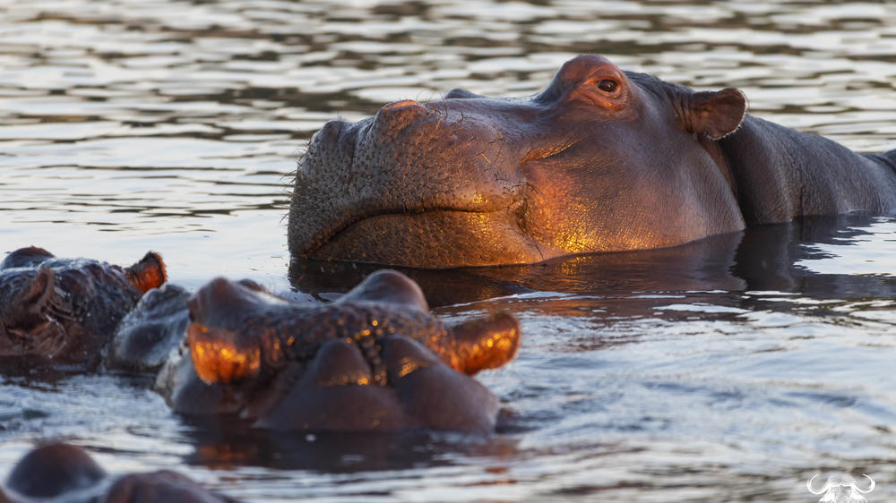Inyati Game Lodge, Sabi Sand Nature Reserve