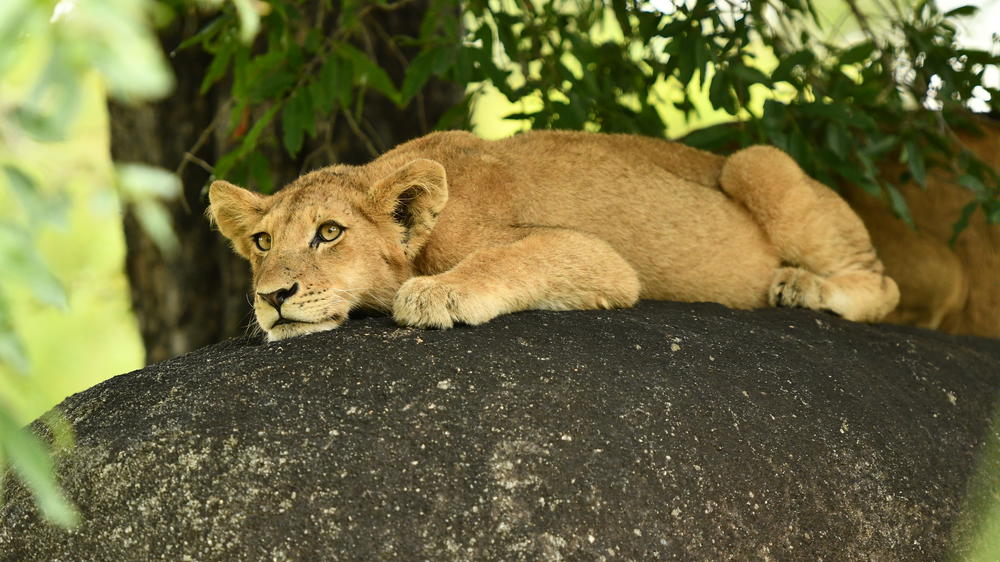 Inyati Game Lodge, Sabi Sand Nature Reserve