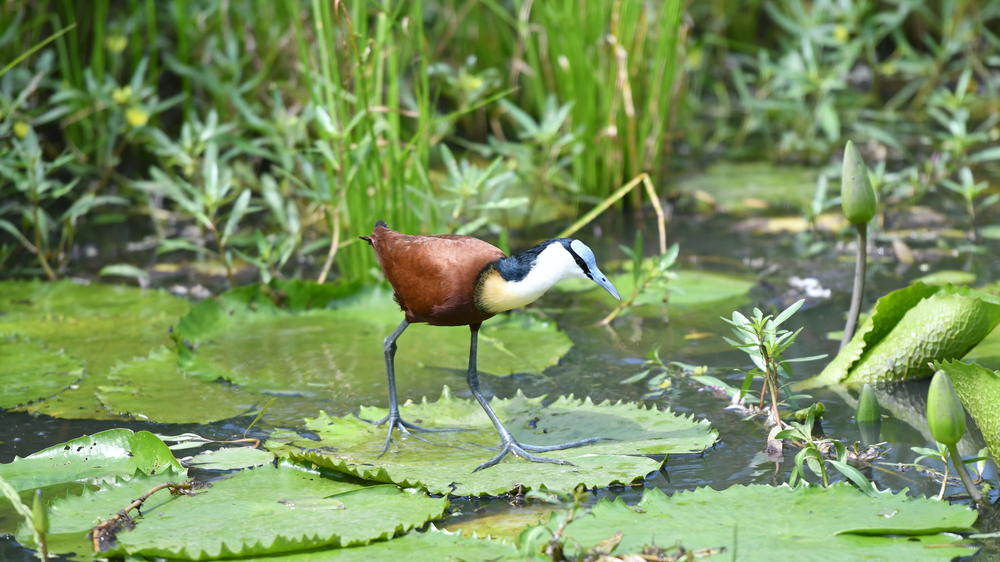 Inyati Game Lodge, Sabi Sand Nature Reserve