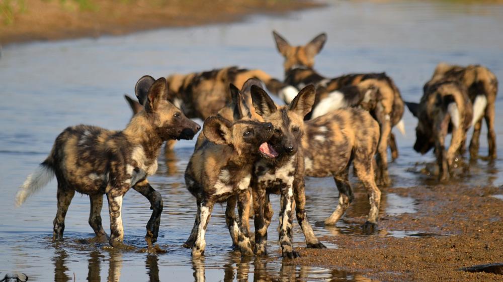Inyati Game Lodge, Sabi Sand Nature Reserve