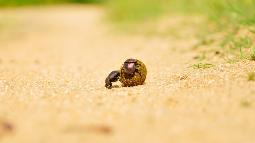Inyati Game Lodge, Sabi Sand Nature Reserve