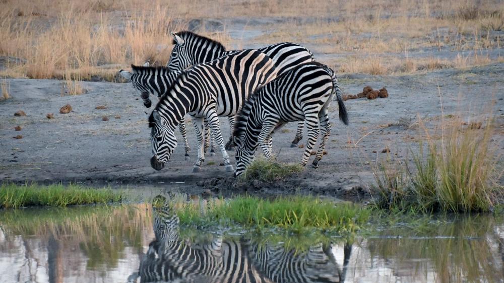 Inyati Game Lodge, Sabi Sand Nature Reserve
