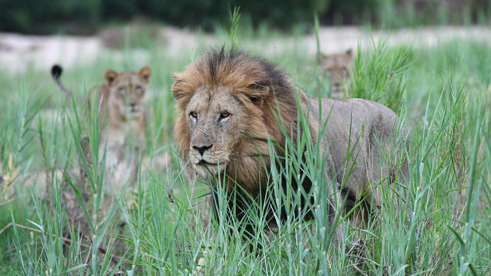 Inyati Game Lodge, Sabi Sand Nature Reserve